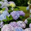 Dear Dolores Hydrangea - 2 Gallon Pot -Foxtail Plant Shop Hydrangea Dear Delores 500x750 2