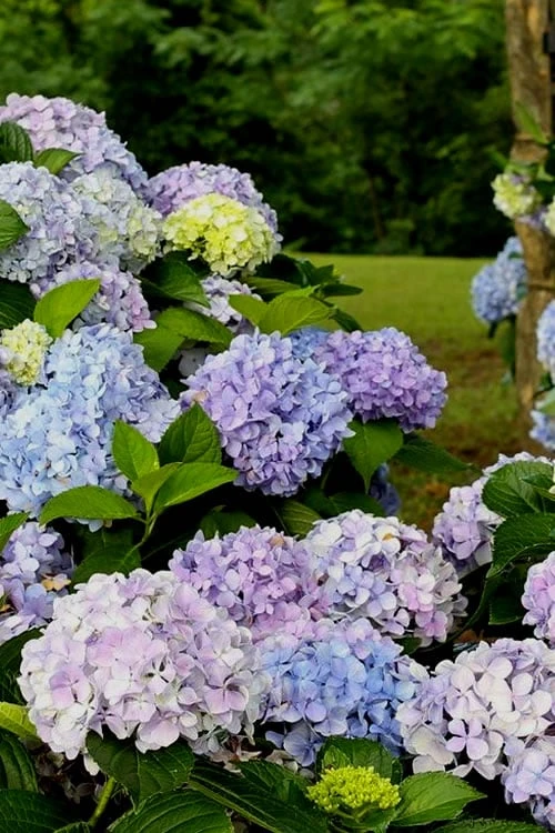 Dear Dolores Hydrangea - 1 Gallon Pot 1 Dear Dolores Hydrangea - 1 Gallon Pot
