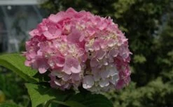 Dear Dolores Hydrangea - 3 Gallon Pot -Foxtail Plant Shop Hydrangea Dear Dolores Pink