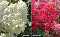 Diamond Rouge Hydrangea - 3 Gallon Pot -Foxtail Plant Shop Hydrangea Diamond Rouge 8