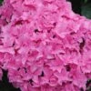 Double Delights Perfection Hydrangea - 2 Gallon Pot -Foxtail Plant Shop Hydrangea Double DEelights Perfection 2