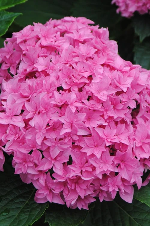 Double Delights Perfection Hydrangea - 2 Gallon Pot 1 Double Delights Perfection Hydrangea - 2 Gallon Pot