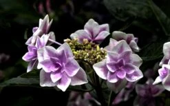 Double Delights Stargazer Hydrangea - 3 Gallon Pot -Foxtail Plant Shop Hydrangea Double Delights Stargazer 5