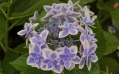 Double Delights Stargazer Hydrangea - 3 Gallon Pot -Foxtail Plant Shop Hydrangea Double Delights Stargazer 6