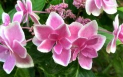 Double Delights Stargazer Hydrangea - 3 Gallon Pot -Foxtail Plant Shop Hydrangea Double Delights Stargazer 7