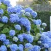 Endless Summer Hydrangea Original - 2 Gallon Pot -Foxtail Plant Shop Hydrangea Endless Summer 500x750 3