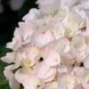 Blushing Bride Endless Summer Hydrangea - 2 Gallon Pot -Foxtail Plant Shop Hydrangea Endless Summer Blushing Bride 500x750 1