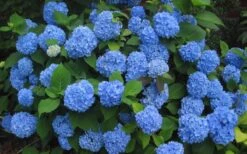 Endless Summer Hydrangea Original - 1 Gallon Pot -Foxtail Plant Shop Hydrangea Endless Summer Closeup 3 1