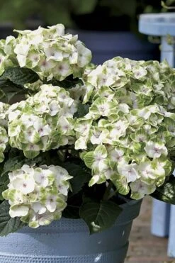 Everlasting Noblesse Hydrangea - 3 Gallon Pot -Foxtail Plant Shop Hydrangea Everlasting Noblesse 1