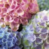 Everlasting Revolution Hydrangea - 3 Gallon Pot 20 Everlasting Revolution Hydrangea - 3 Gallon Pot -Foxtail Plant Shop Hydrangea Everlasting Revolution 1