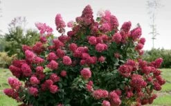 Fire Light Hydrangea - Single Trunk Topiary Tree - 5 Gallon Pot 10 Fire Light Hydrangea - Single Trunk Topiary Tree - 5 Gallon Pot -Foxtail Plant Shop Hydrangea Fire Light 1 1