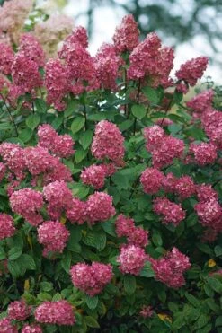 Fire Light Hydrangea - Single Trunk Topiary Tree - 5 Gallon Pot 9 Fire Light Hydrangea - Single Trunk Topiary Tree - 5 Gallon Pot -Foxtail Plant Shop Hydrangea Fire Light 2 1