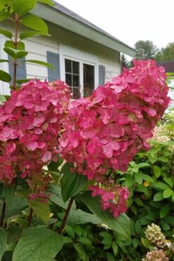 Fire Light Hydrangea - Single Trunk Topiary Tree - 5 Gallon Pot 11 Fire Light Hydrangea - Single Trunk Topiary Tree - 5 Gallon Pot -Foxtail Plant Shop Hydrangea Fire Light 3 1