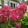 Fire Light Hydrangea - 3 Gallon Pot -Foxtail Plant Shop Hydrangea Fire Light 3
