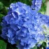 Glory Blue Hydrangea - 3 Gallon Pot -Foxtail Plant Shop Hydrangea Glory Blue 10