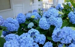 Nikko Blue Hydrangea - 2 Gallon Pot -Foxtail Plant Shop Hydrangea Glory Blue Shrub 2 2