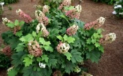 Jetstream Oakleaf Hydrangea - 3 Gallon Pot -Foxtail Plant Shop Hydrangea Jetstream 5
