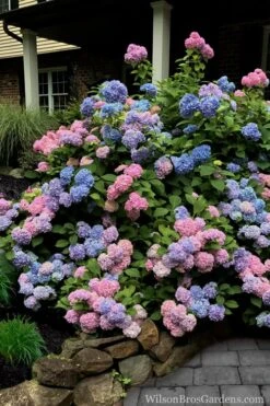 L.A. Dreamin' Hydrangea - 2 Gallon Pot -Foxtail Plant Shop Hydrangea LA Dreamin 5