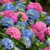 L.A. Dreamin Hydrangea - 1 Gallon Pot -Foxtail Plant Shop Hydrangea LA Dreamin 500x750 3