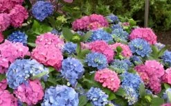 L.A. Dreamin Hydrangea - 3 Gallon Pot -Foxtail Plant Shop Hydrangea LA Dreamin Blooms 1