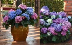 L.A. Dreamin Hydrangea - 3 Gallon Pot -Foxtail Plant Shop Hydrangea LA Dreamin Blooms 2 1