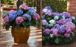 L.A. Dreamin Hydrangea - 1 Gallon Pot -Foxtail Plant Shop Hydrangea LA Dreamin Blooms 2 2