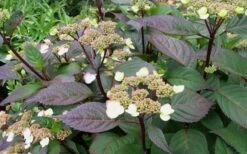 Lady In Red Hydrangea - 3 Gallon Pot -Foxtail Plant Shop Hydrangea Lady In Red Budded