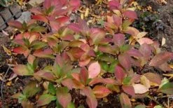 Lady In Red Hydrangea - 3 Gallon Pot -Foxtail Plant Shop Hydrangea Lady In Red Fall Foliage Leaf Color
