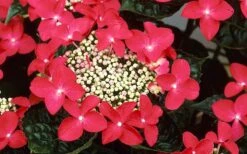 Lady In Red Hydrangea - 3 Gallon Pot -Foxtail Plant Shop Hydrangea Lady In Red Flower Closeup