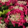 Lady In Red Hydrangea - 3 Gallon Pot -Foxtail Plant Shop Hydrangea Lady in Red 500x750 1