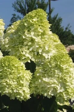 Limelight PeeGee Hydrangea - 3 Gallon Pot 15 Limelight PeeGee Hydrangea - 3 Gallon Pot -Foxtail Plant Shop Hydrangea Limelight 101 1