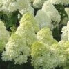 Limelight PeeGee Hydrangea - 3 Gallon Pot -Foxtail Plant Shop Hydrangea Limelight 107 1
