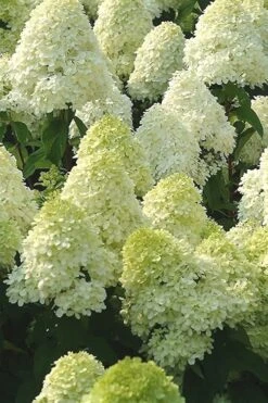 Limelight PeeGee Hydrangea - 2.5 Gallon Pot -Foxtail Plant Shop Hydrangea Limelight 107 2