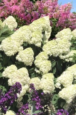 Limelight PeeGee Hydrangea - 2.5 Gallon Pot -Foxtail Plant Shop Hydrangea Limelight 110 2