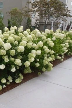 Limelight PeeGee Hydrangea - 6 Pack Of 1 Gallon Pots -Foxtail Plant Shop Hydrangea Limelight 20 1