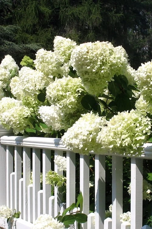 Limelight PeeGee Hydrangea - 1 Gallon Pot 5 Limelight PeeGee Hydrangea - 1 Gallon Pot - Image 5