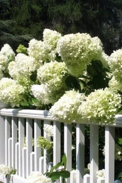 Limelight PeeGee Hydrangea - 3 Gallon Pot 14 Limelight PeeGee Hydrangea - 3 Gallon Pot -Foxtail Plant Shop Hydrangea Limelight 21 2