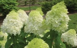 Limelight PeeGee Hydrangea - 6 Pack Of 1 Gallon Pots -Foxtail Plant Shop Hydrangea Limelight Flowers 1