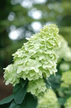Limelight Prime Hydrangea - 2 Gallon Pot -Foxtail Plant Shop Hydrangea Limelight Prime 1 1