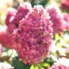 Limelight Prime Hydrangea - 3 Gallon Pot -Foxtail Plant Shop Hydrangea Limelight Prime 3