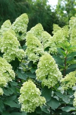 Limelight Prime Hydrangea - 2 Gallon Pot -Foxtail Plant Shop Hydrangea Limelight Prime 4 1