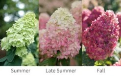 Limelight Prime Hydrangea - 2 Gallon Pot -Foxtail Plant Shop Hydrangea Limelight Prime 6 1