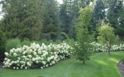 Limelight PeeGee Hydrangea - 6 Pack Of 1 Gallon Pots -Foxtail Plant Shop Hydrangea Limelight hedge natural 3