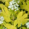Little Honey Oakleaf Hydrangea - 1 Gallon Pot 13 Little Honey Oakleaf Hydrangea - 1 Gallon Pot -Foxtail Plant Shop Hydrangea Little Honey 1