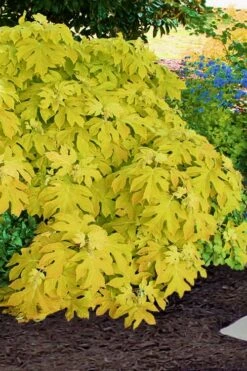 Little Honey Oakleaf Hydrangea - 1 Gallon Pot -Foxtail Plant Shop Hydrangea Little Honey 2