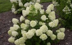 Little Lime Hydrangea - 3 Pack Of Quart Pots -Foxtail Plant Shop Hydrangea Little Lime 1 2