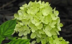 Little Lime Hydrangea - 3 Gallon Pot -Foxtail Plant Shop Hydrangea Little Lime 4