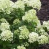Little Lime Hydrangea - 3 Pack Of Quart Pots -Foxtail Plant Shop Hydrangea Little Lime 500x750 3