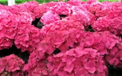 Merritts Supreme Hydrangea - 1 Gallon Pot -Foxtail Plant Shop Hydrangea Merrits Supreme Pink 12 1