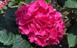 Merritts Supreme Hydrangea - 3 Gallon Pot -Foxtail Plant Shop Hydrangea Merrits Supreme Pink 13